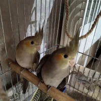 عروس هلندی 50 روزه