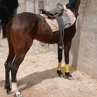 مادیان عرب یکسر وارداتی معاوضه دارم