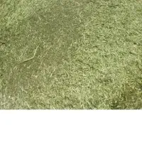 شبدر