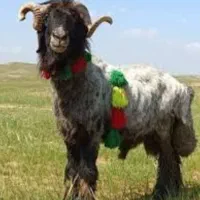 قصاب سیار هستم دام های شمارا کشتار میکنم