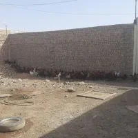 خروس