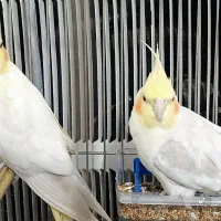 عروس هلندی جفت خوشرنگ زیبا