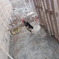 دو عدد خروس