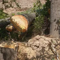 خرید چوب و تیر سقف