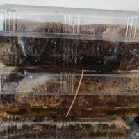 عسل طبیعی