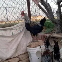 فروش سه عدد خروس لری اصیل
