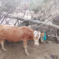 گوساله