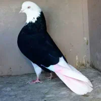 سه تا شازده سیاه دوتا ماده یه جوجه نقش