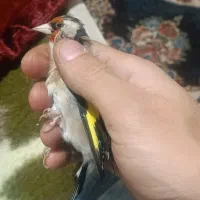 دورگ بی نظیر شترنجی