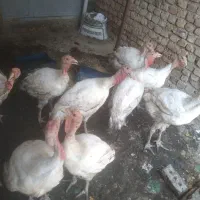 بوقلمون گوشتی