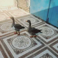 یک جفت غاز