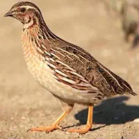 واگذاری بلدرچین تخم گذار