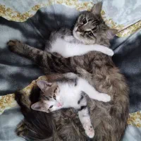 واگذاری  بچه گربه 2ماهه