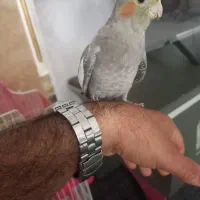 عروس‌هلندی‌جوان.و‌زیبا