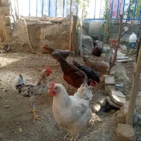 مرغ وخروس