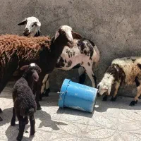 میش و بره|حیوانات مزرعه|بروجرد, |دیوار