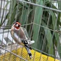 ۳ تا سهره نر جوجه قفس