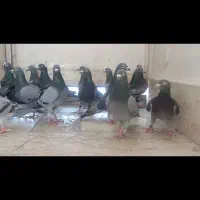 کبوتر سبز عراقی همه نژاد