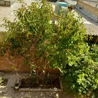 همکف-2خواب-فردوسی-حیاط-اختصاصی