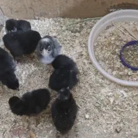 فروش جوجه یک روزه تا ده روزه بلک استار و سلطان