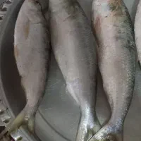صبور تازه
