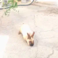 خرگوش