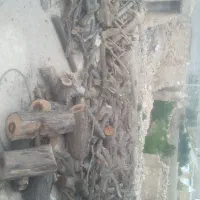 حرص و قطع درخت