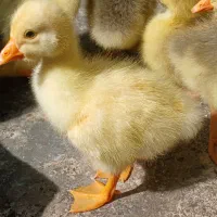 جوجه غاز اکراینی