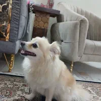 سگ پامر