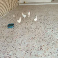 مرغ عربی درجه یک