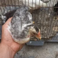جوجه گلین و مرغ