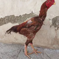 تخم مرغ لاری