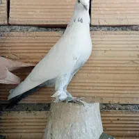 گوی گوروخ مایا