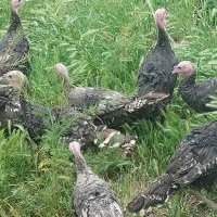 بوقلمون ارگانیک مرغ محلی تخم گذار
