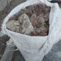 پشم‌گوسفند