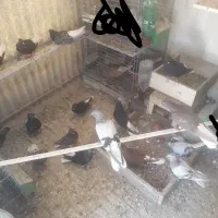 کفتر دم سفید
