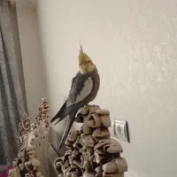 عروس هلندی نر