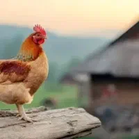 قربانی