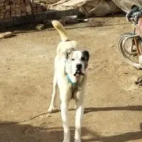 سگ بسیار خوب درشت