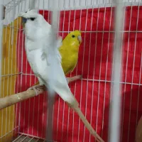 مرغ عشق نر جوون پروانه ای