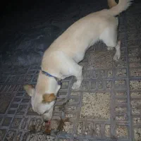 سگ برای فروش