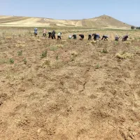 سرکارگرکشاورزی