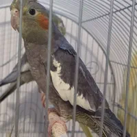 عروس هلندی سالم وسرحال