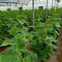فروش-فوری-مجموعه-گلخانه-ای-مجهز-12000متری
