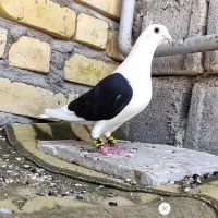 دوکت ماده و کرم زرد ماده قابل ارسال به همه نقاط