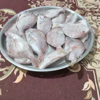 ماهی