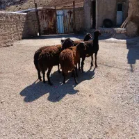 بره ماده|حیوانات مزرعه|بیرانوند, |دیوار