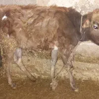 دو راس گوساله دورگ