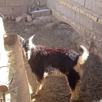 کهره نر