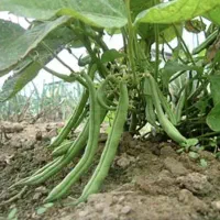 لوبیا سبز تازه باغ